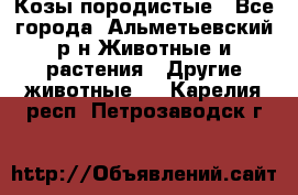 Козы породистые - Все города, Альметьевский р-н Животные и растения » Другие животные   . Карелия респ.,Петрозаводск г.